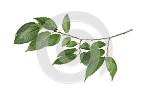 Branch of elm tree with fresh green leaves isolated on white. Spring season