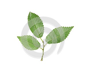 Branch of elm tree with young fresh leaves isolated on white. Spring season