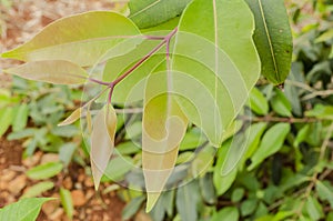 Jamun Tree Leaves photo