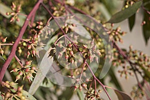 Branch of Eucalyptus tree in springtime