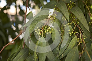 Branch of Eucalyptus tree in springtime