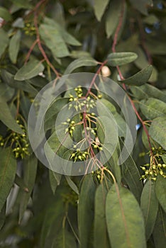 Branch of Eucalyptus tree in springtime