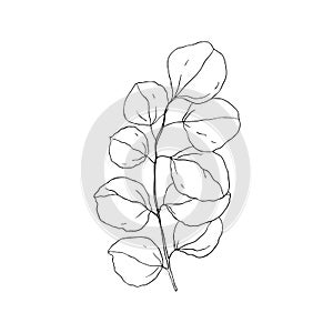 A branch of eucalyptus on a white background. Design for logo and wedding illustration. Black and white vector