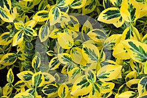 Branch of Euonymus fortunei natural background