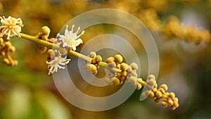 The branch of Euphoria longan flowers