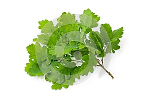 Branch of European oak with leaves on a white background