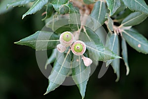 Branch of Evergreen oak or Quercus ilex evergreen oak tree with young light green shoots clothed with a close grey felt surrounded