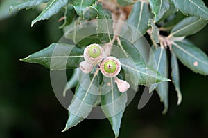 Branch of Evergreen oak or Quercus ilex evergreen oak tree with young light green shoots clothed with a close grey felt surrounded photo