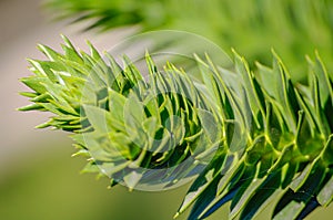 A branch of evergreen spiny Araucaria tree aka Jurassic Era plant, details, closeup