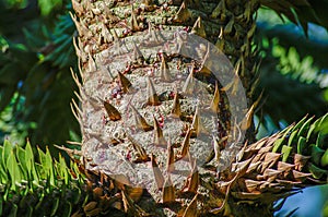 A branch of evergreen spiny Araucaria tree aka Jurassic Era plant, details, closeup