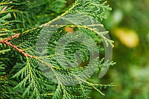 Branch of evergreen Thuja. Ornamental deciduous plant for garden, living art. Wood for landscaping industrial cities