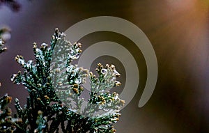 branch of evergreen tree with raindrops in winter