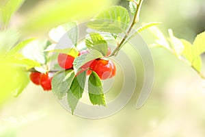 Branch of the felted cherry with berries