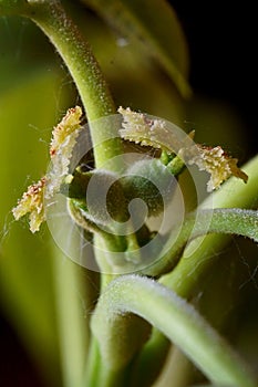 Branch with female carpathian walnut flowers Juglans Regia macro photography