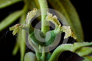 Branch with female carpathian walnut flowers Juglans Regia macro photography