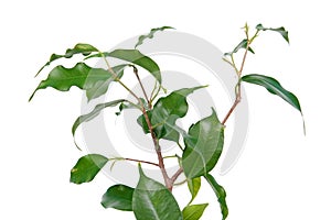 Branch of Ficus benjamina or Weeping Fig cultivar Monique with leaves isolated on white background