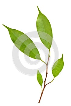 Branch of Ficus Leaves isolated