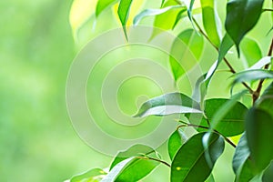 Branch of Ficus Plant on Window Sill. Fresh Vibrant Garden Greenery in the Background. Tranquility Harmony Environment