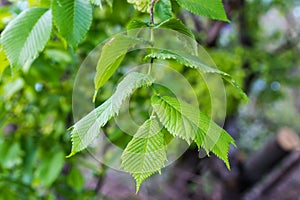 Branch of field elm with fresh leaves in selective focus