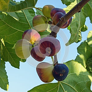 Branch of a fig tree with colorful fruits in in various stages of ripening