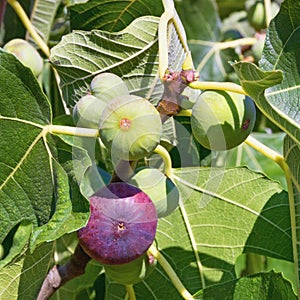 Branch of  fig tree  Ficus carica  with leaves and bright colorful fruits