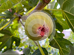 Branch of fig tree ( Ficus carica ) with leaves and fruits.