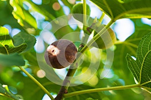 Branch of a fig tree Ficus carica with leaves and fruits. Harvest concept. Soft focus