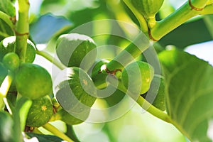 Branch of a fig tree Ficus carica with leaves and fruits. Harvest concept. Soft focus