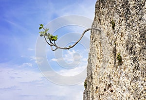Branch of a fig tree growing through the wall