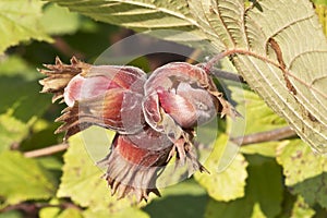 Branch of filberts or hazelnuts with leaves