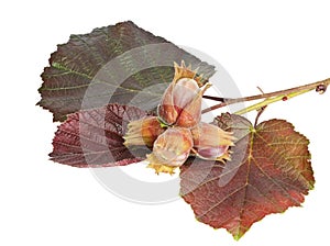 Branch of filberts or hazelnuts with leaves isolated