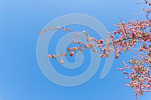 A branch filled with cherry blossoms extends out toward the sky