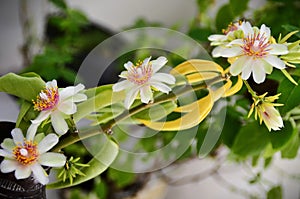 Branch filled with flowers of Pereskia aculeata in the garden