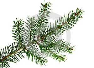 Branch of fir