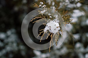 The branch of fir in beige tones in the snow.