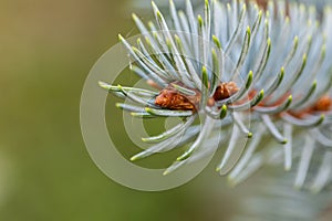 branch of a fir tree