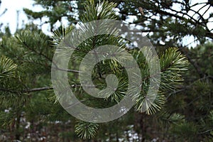 Branch of fir-tree