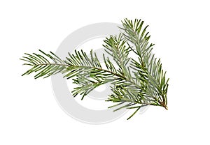 Branch of fir tree isolated on white background