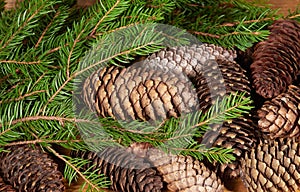Branch of fir tree with strobiles