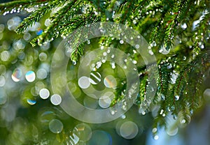 Branch of fir tree with waterdrops