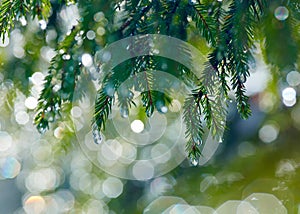 Branch of fir tree with waterdrops