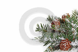 Branch of fir tree on white snow.