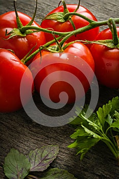 Branch with five ripe red tomatoes. Drops of water on ripe fruits. Green leaves and trunk.