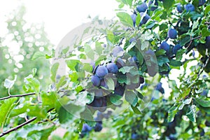 Branch with fleshy blue plums in the summer