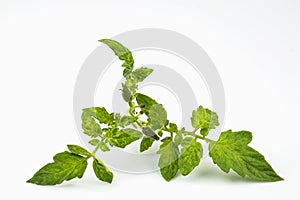 Branch with in florescence and leaves of vegetable culture tomato. photo