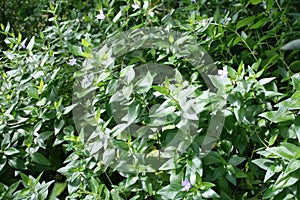 Branch with flower as purple bell on leaf background