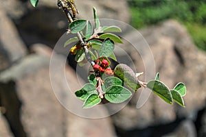 Branch with flower buds Cotoneaster integerrimus, `Common cotoneaster`, `GewÃ¶hnliche Zwergmispel`, `CotonÃ©aster commun`,