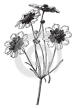 Branch, flower, Coreopsis, Tinctoria, Tickseed, grows, one, three, feet, tall vintage illustration