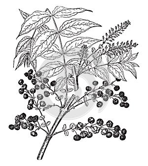 Branch, flower, Coriaria, Japonica, shrub, cultivated, ornamental, fruits vintage illustration