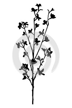 Branch of flower Forsythia - Laburnum black silhouette